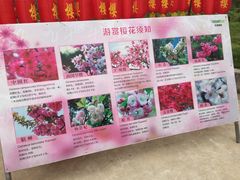 -天适樱花悠乐园