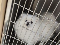 -千城康桥宠物医院·猫科·骨科·心脏