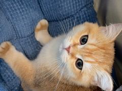 -伟伟宠物医院·瑞派猫友好医院·猫科(光谷店)