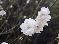 -南国桃园旅游度假区