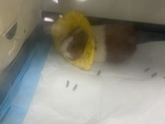 -美美宠物诊疗中心·异宠·骨科(滨江东信分院)