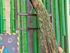 -雀舞云南菜(天津天河城购物中心店)