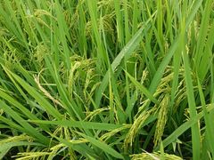 -艾米稻香小镇