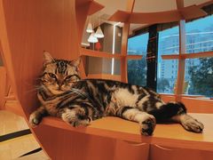 -CAT’S MEWSTAR CAFE·喵星球猫屋(晴湾咖啡店)