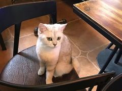 -李小姐の猫咖啡馆(五角场店)