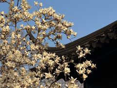 -万寿斋(山阴路店)