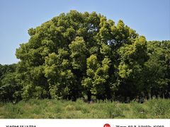 -上海共青森林公园