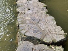 -杭州植物园