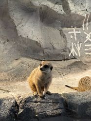 -Zoolung Zoolung动物主题公园(海信广场店)