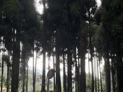 -龙苍沟森林公园