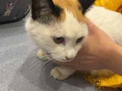 -宠物星动物医院·眼科·异宠·猫科(江南大道总院)