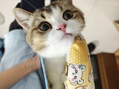 -欣宠猫屋·矮脚拿破仑·蓝金金渐层