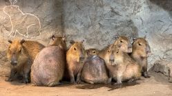 -Zoolung Zoolung动物主题公园(海信广场店)