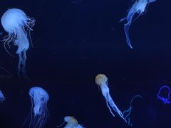 -珠海长隆海洋王国