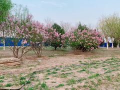 -永定河休闲森林公园