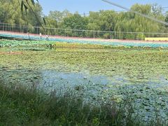 -滕州微山湖红荷湿地景区