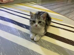 -lincat·猫舍(广州店)