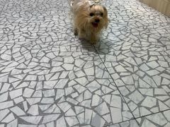 -momokira米努特·德文卷毛猫·棉花面纱犬