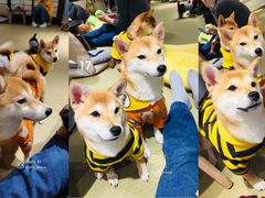 -逗柴咖啡屋·狗咖猫咖宠物桌游
