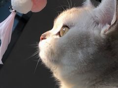 -美联众合动物医院(·中兽医·疑难杂症·严家桥分院)