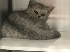 -瑞派动物医院·绝育·犬猫全科·预防医学(光景江南中店)