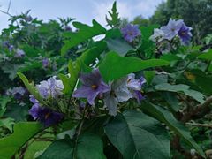 -广西壮族自治区药用植物园