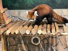 -绿色星球动物主题公园