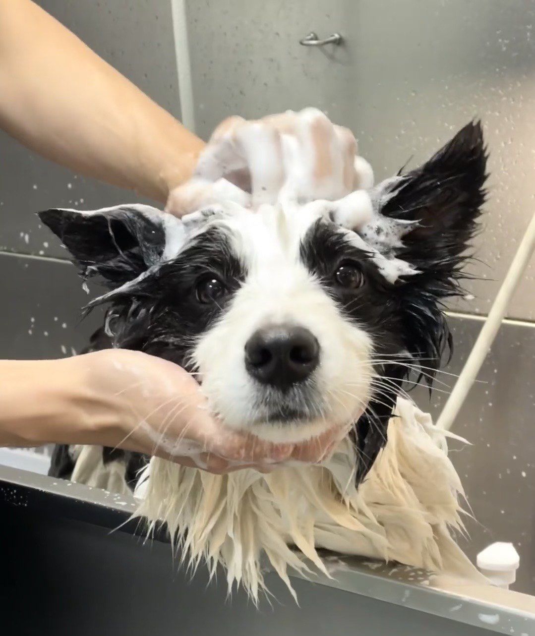 小狗开开心心洗澡就好啦