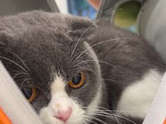 -艾吉宠物医院·疑难杂症转诊中心·猫友好(碧江路院)