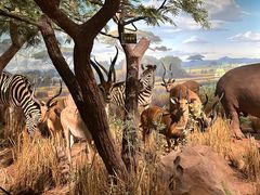 -陕西自然博物馆