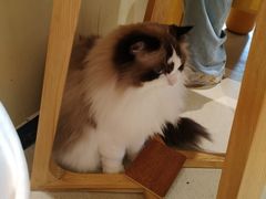 -藏猫猫咖啡主题馆(中央大道店)