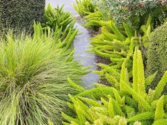 -墨尔本皇家植物园