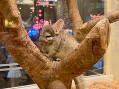 -龙猫仔乐园(惠福东路店)