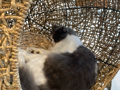-飞行喵MR PILOT|猫舍·猫咖(静安大融城店)
