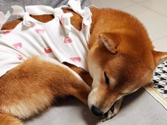 -宠爱国际动物医院· 猫科· 外科·中兽医(长白店)