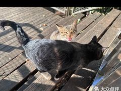 -合肥野生动物园