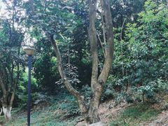 -燕晗山郊野公园