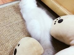-Bastet sally猫舍购宠(静安店)