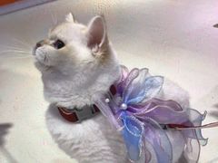 -三花喵·撸猫购宠·宠物生活馆(虹桥南丰城店)