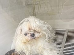 -萌宠之家·腊肠犬·马尔泰·小体犬舍