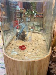 -卡通尼·Safari非洲探索乐园·生日会(金桥国际商业广场店)