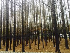 -八大关景区