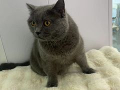 -爱洗澡的猫(望京店)