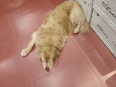 -和它·交个朋友·狗咖猫咖(爱琴海店)