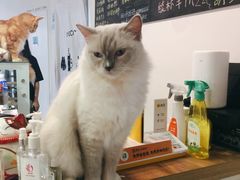 -Heymao猫咖.咖啡厅(东门店)