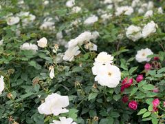 -人民公园(罗湖区)