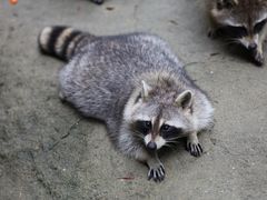 -杭州野生动物世界