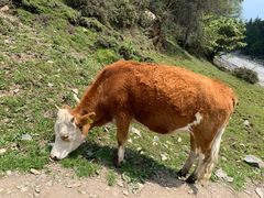 -硗碛藏寨·神木垒景区