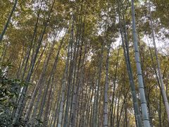 -上海佘山国家森林公园天马山园