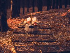 -铁山坪森林公园